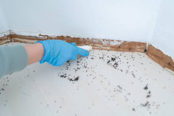 Best Pest Prevention Services  in Bridgeport, OH